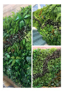 🌿 [PRONTA ENTREGA] Jardim Vertical GreenWall Lux 4,8m² [ KIT CLICK MONTAGEM GRÁTIS ]