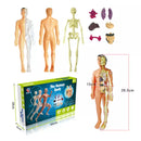 Brinquedo Anatomia Divertida - Corpo Humano 3D