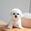 Snoopie - Meu Filhote Robô Realista [ MALA PET DE BRINDE ]