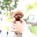 Snoopie - Meu Filhote Robô Realista [ MALA PET DE BRINDE ]